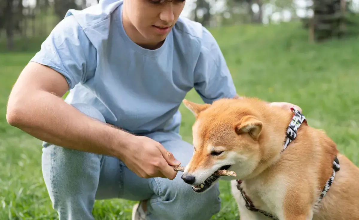 Es verdad que un cachorro aprende más rápido que un senior.