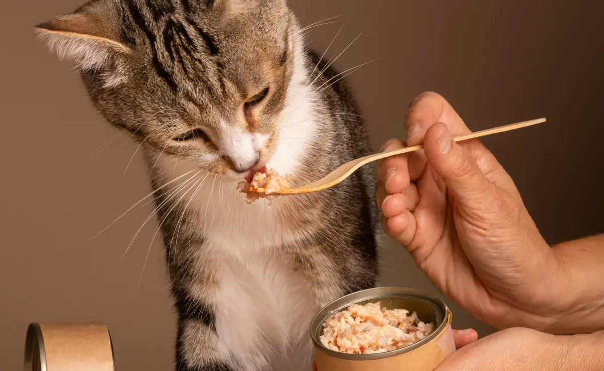Gatos con insuficiencia renal prefieren comer en porciones pequeñas y más frecuentes