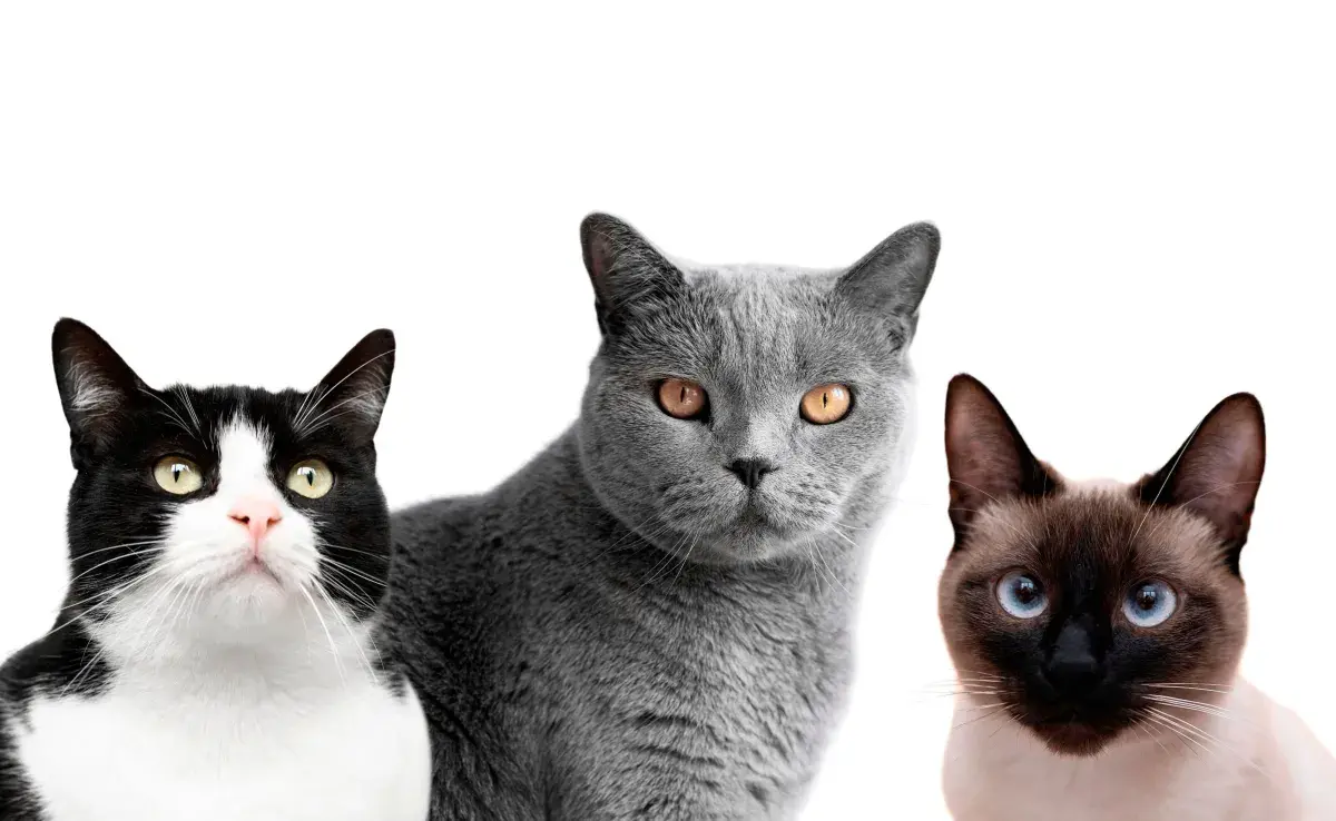 Los bigotes de los gatos funcionan como sus navegadores.