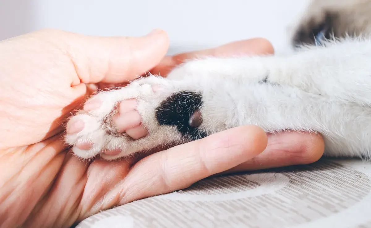 Las almohadillas de los gatos les ayuda a amortiguar y protegerse del clima.