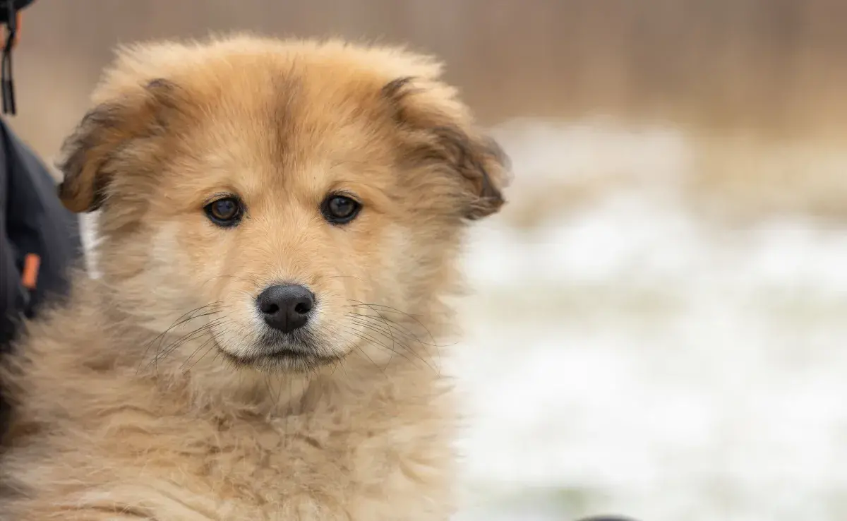 Un cachorro puede estar delgado por muchas razones: desnutrición, estrés, parásitos.