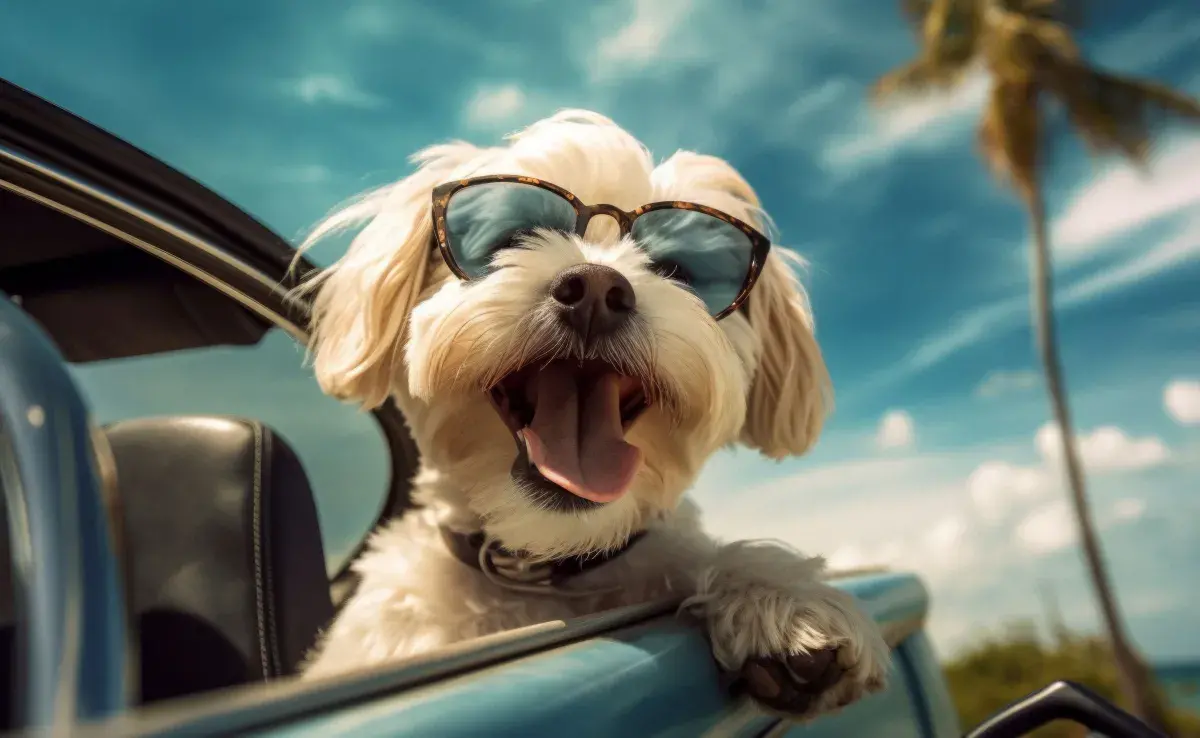 Tu perro puede perder el miedo al coche si le das premios.