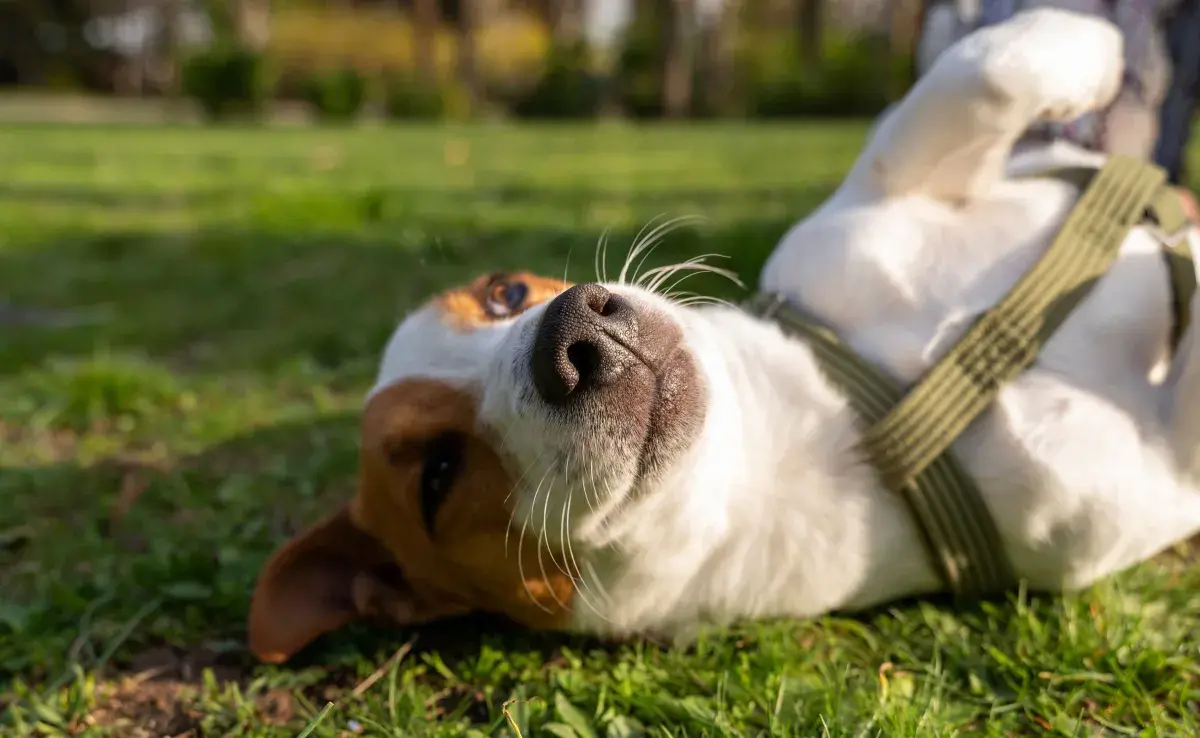 Muchos perros comen pasto para inducir el vómito.