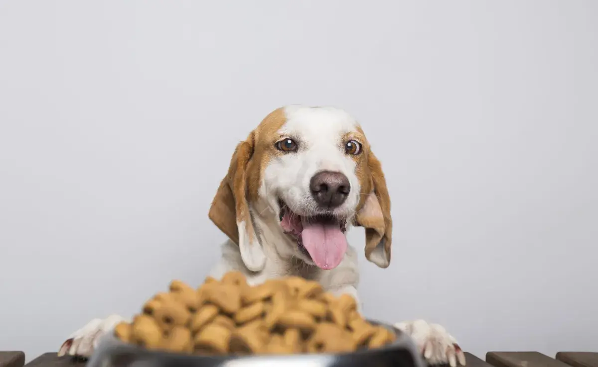 Si tu perro come muy rápido, cómprale un plato de comida lenta.
