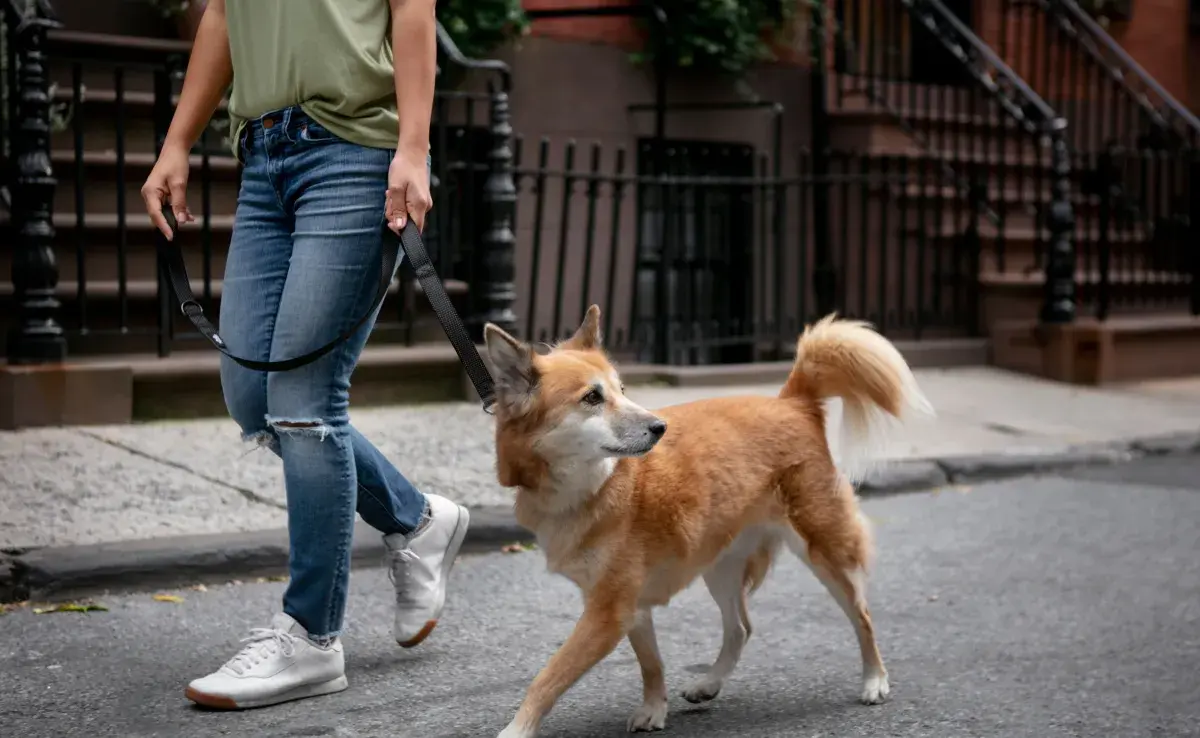 Si a tu perro le da miedo la calle, debes buscar zonas tranquilas para mejorar su conducta.