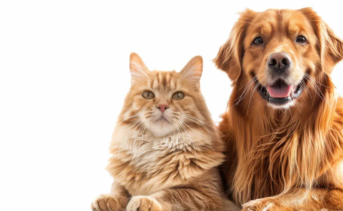 Esterilizar a tus mascotas puede ser accesible en la UNAM.