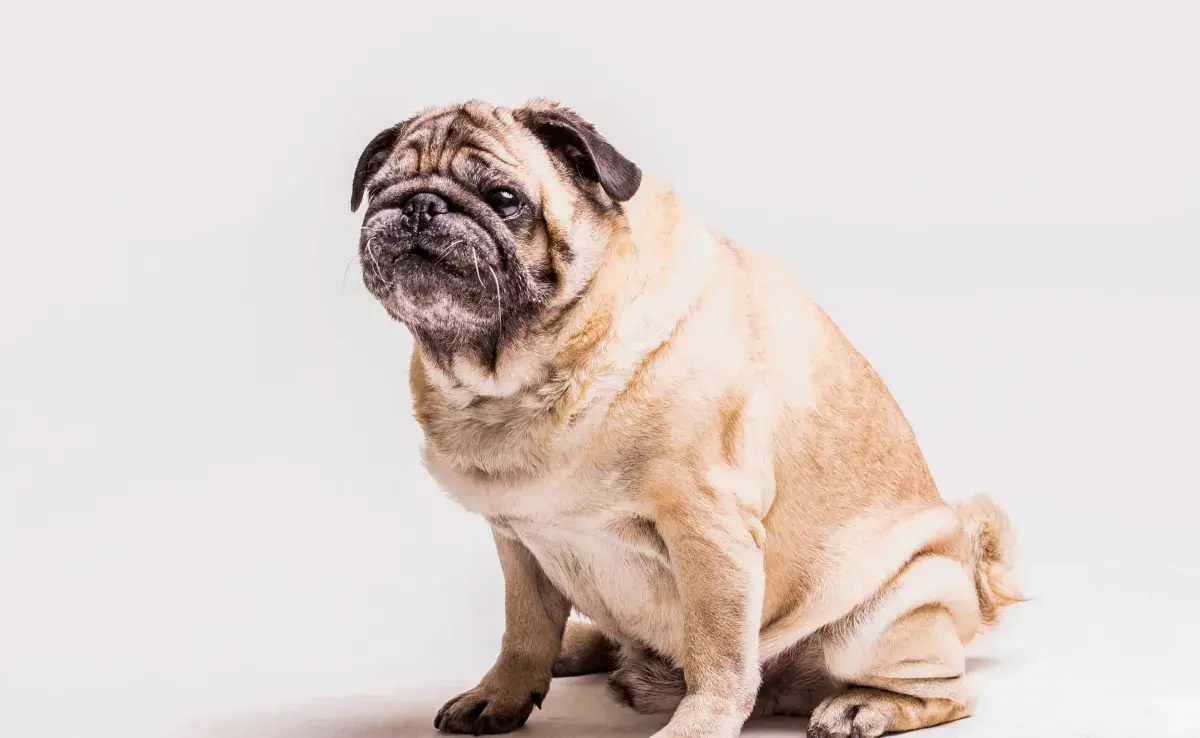 Un perro con obesidad puede generarle muchos problemas de salud.
