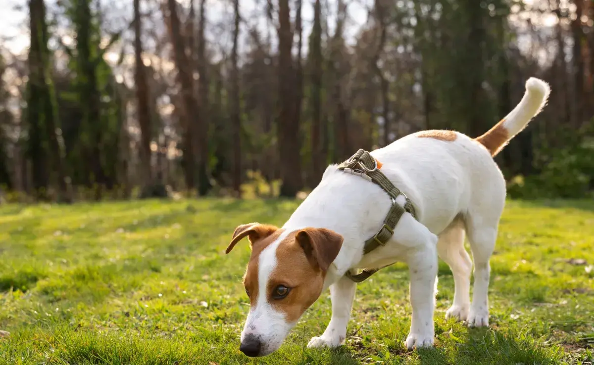 Los perros orinan en el mismo sitio para marcar territorio.