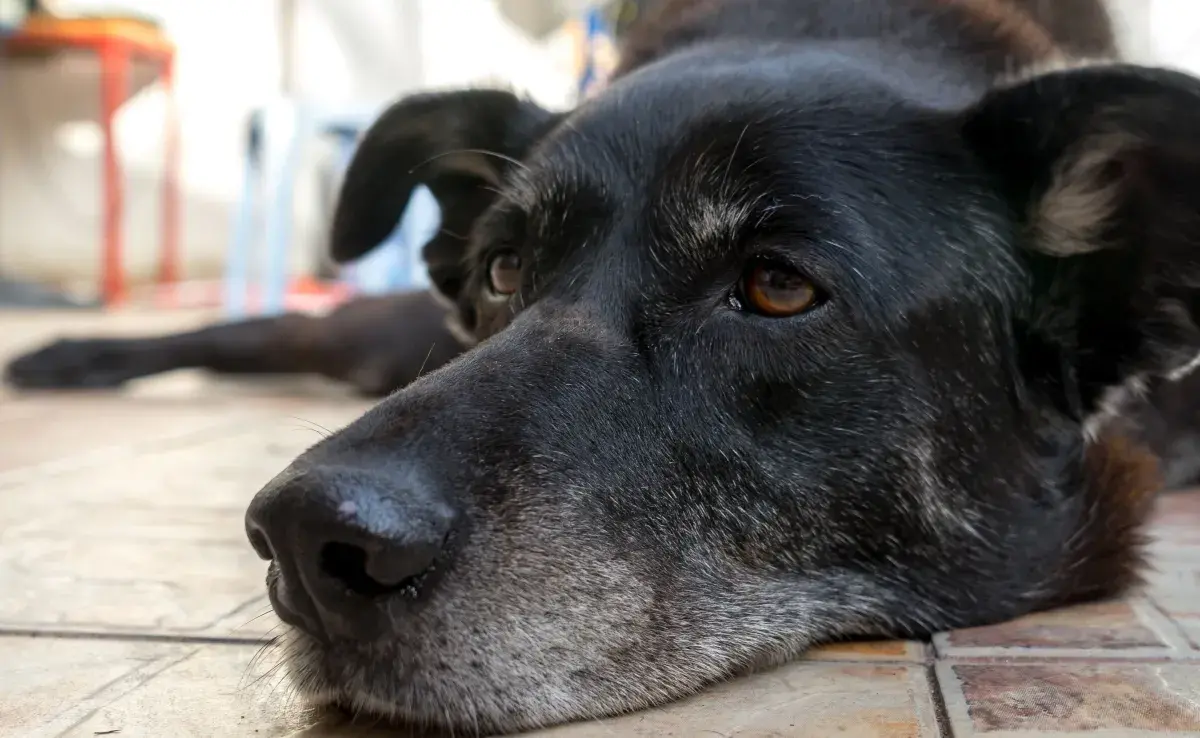 Un perro pequeño se considera senior a los 10-12 años.
