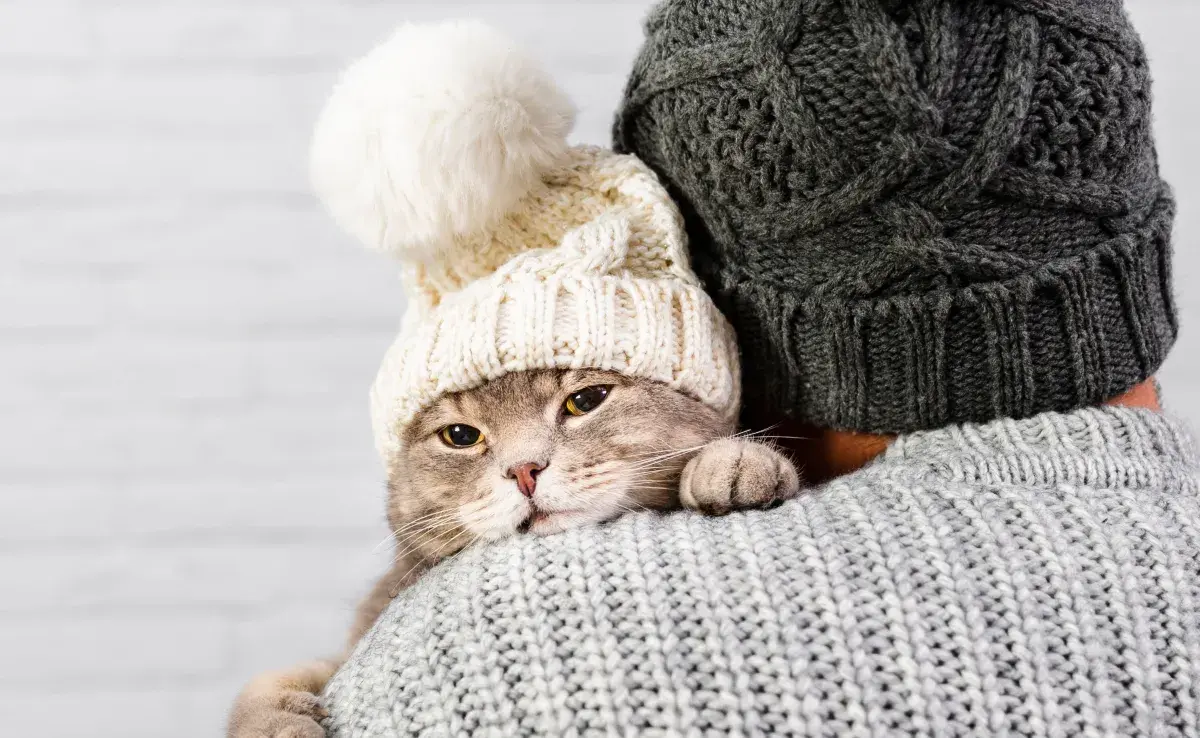 Un gato sano suele tener una temperatura entre 38 y 39.3 °C. Si baja de eso, hablamos de hipotermina.