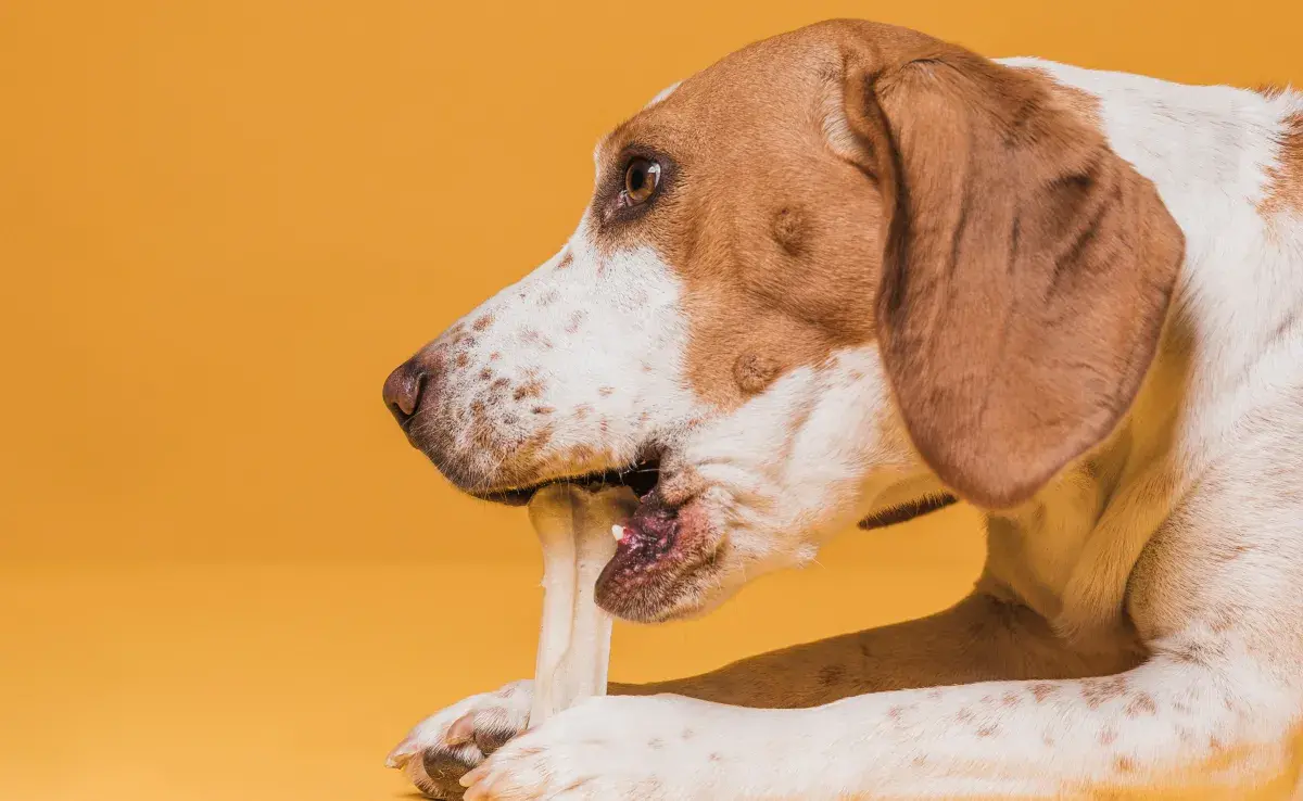 Tu perro se puede lamer las patas porque busca tu atención.