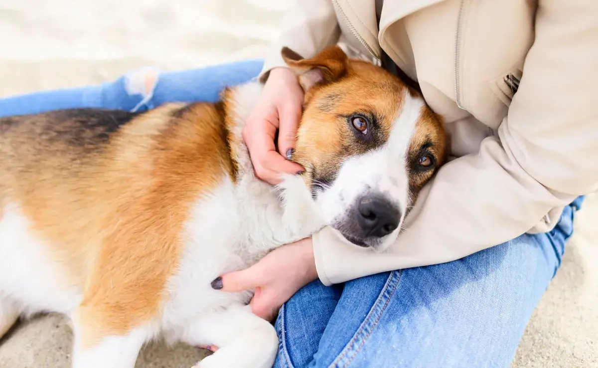 Los pañales son una gran opción para evitar embarazos en perros, pero ¡ojo! Nada mejor que la esterilización. 