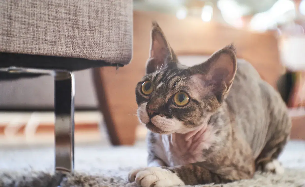 Un gato estresado puede esconderse más de la gente y sus dueños.