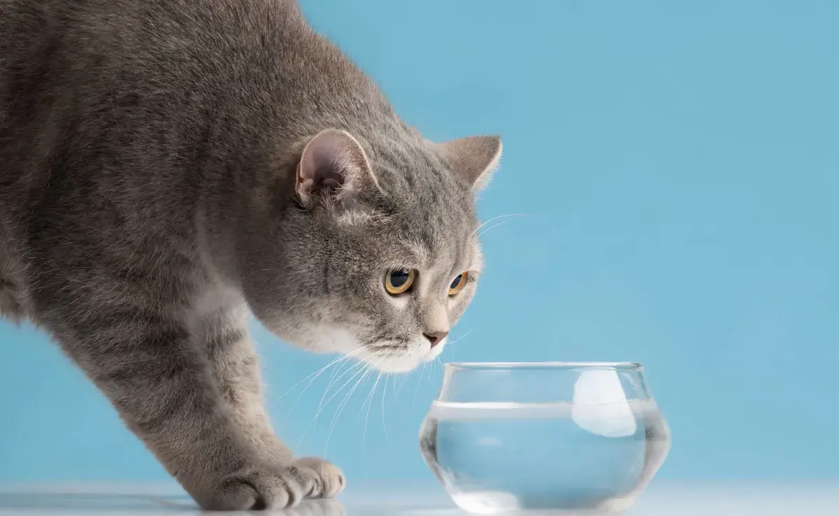Si tu gato no quiere tomar agua, puedes darle alimento húmedo.