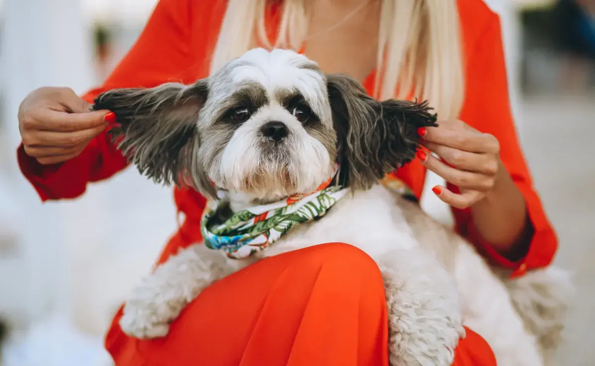 Los Shih Tzu son peluches con personalidad de jefes.