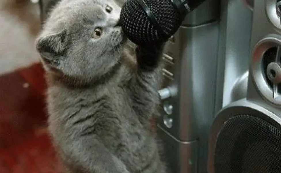 aplicar regra¿Es cierto que algunos gatos pueden hablar? 3054034242_5d98466591