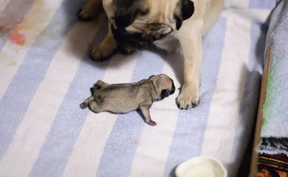 aplicar regraCuántos cachorros tiene una perra de raza pequeña 3263648301_411bb8e991_b