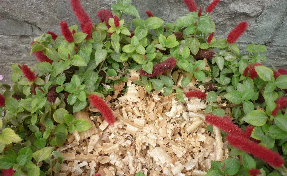 aplicar regra¿Sabías que existe una planta llamada 