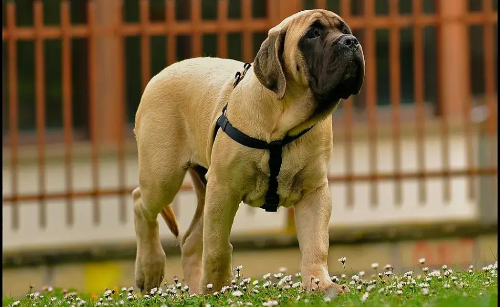 aplicar regra¿Cuántos tipos de perros Mastín existen? 3328551459_b76751e59b_b