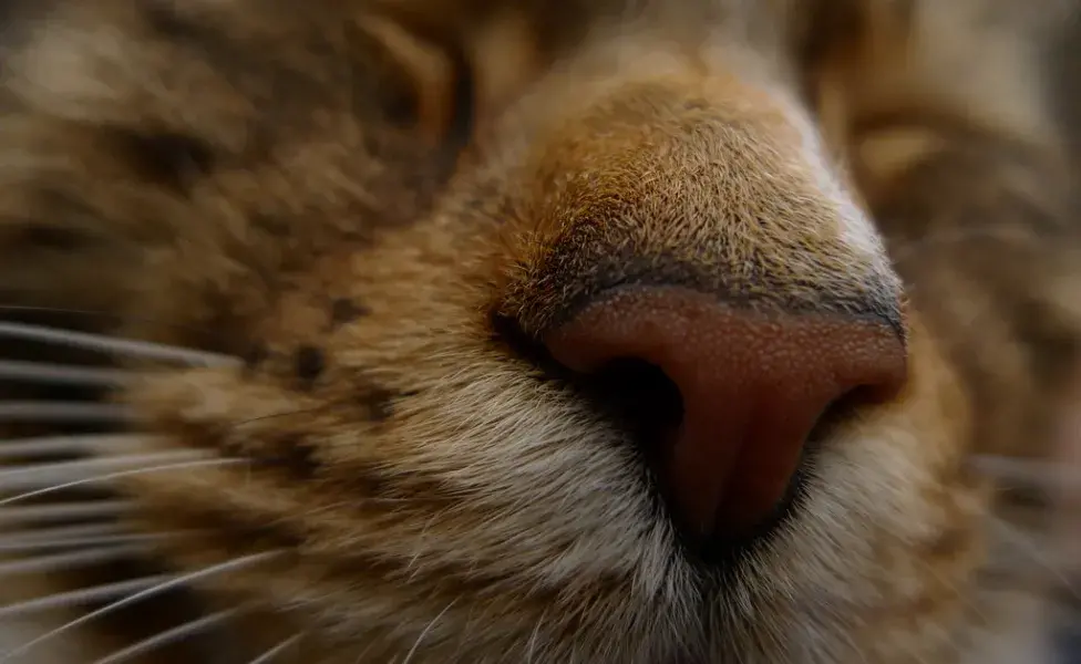 Descubre las huellas nasales únicas de los gatos y su importancia en la identificación y salud felina