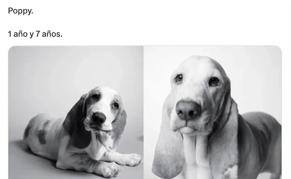 Dog Years está a la venta en Amazon.