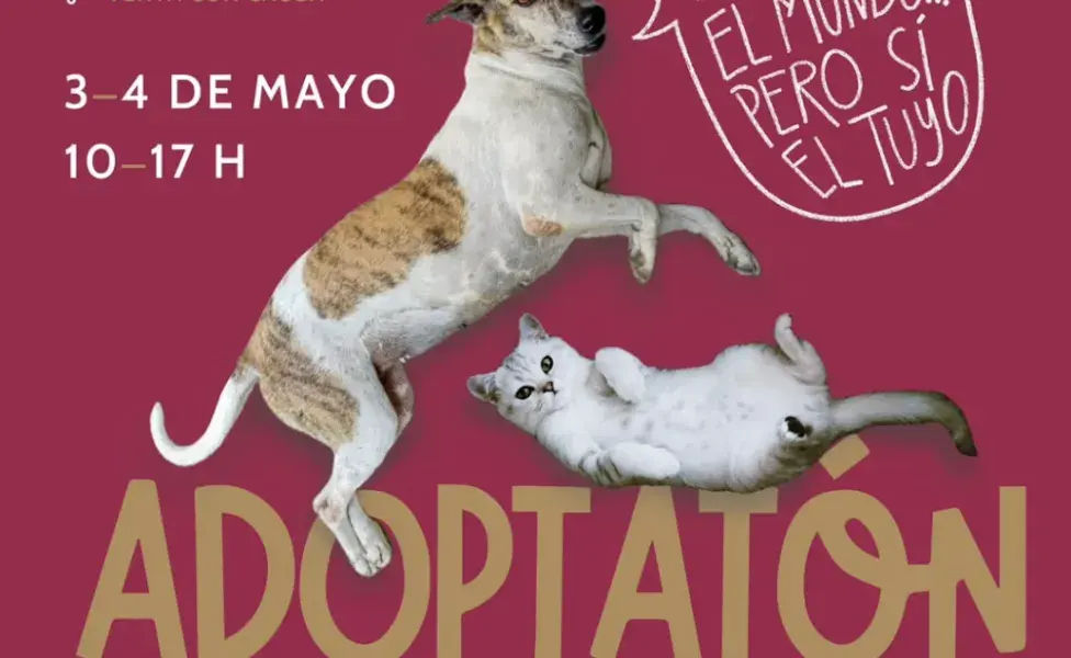 Se busca que cada mes exista el Adoptatón para colocar a perros y gatos en diferentes casas.