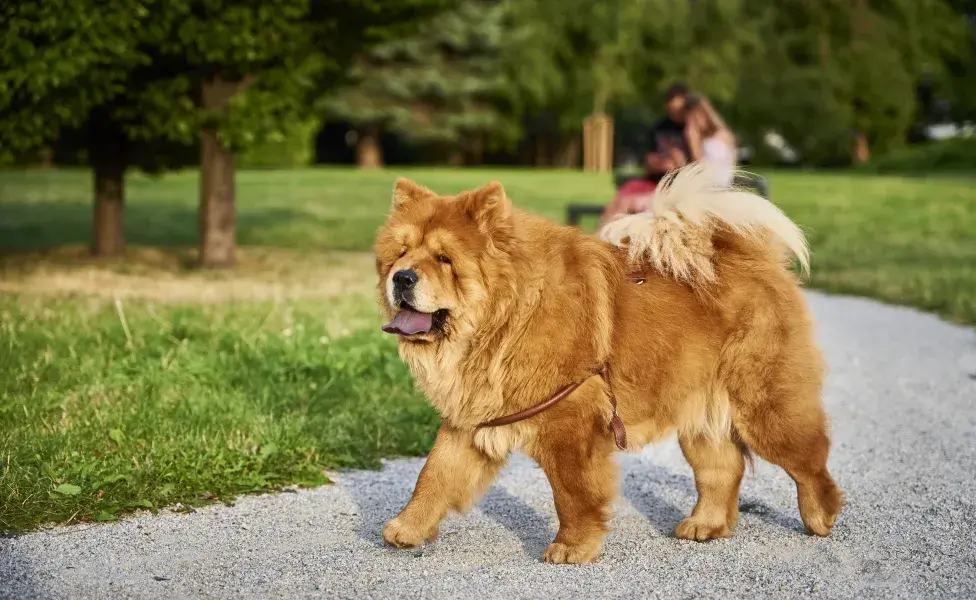 aplicar regraEstas son las razas de perros más difíciles de entrenar ¿Tu perro es una de ellas?  Chow-chow_0