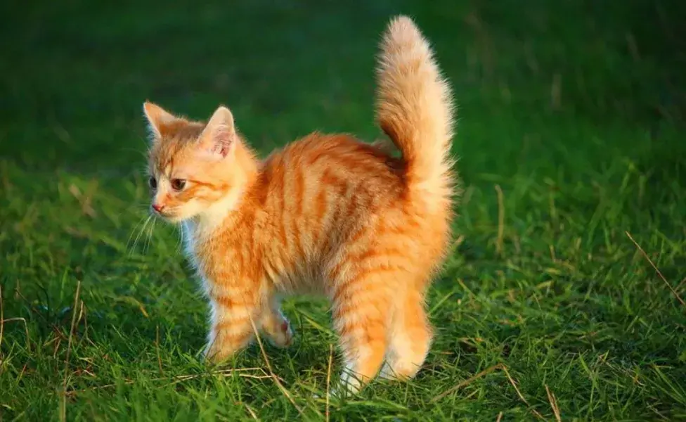 aplicar regraAsí puedes detectar si tu gato está nervioso, más de lo normal Como_saber_si_tu_gato_esta_nervioso