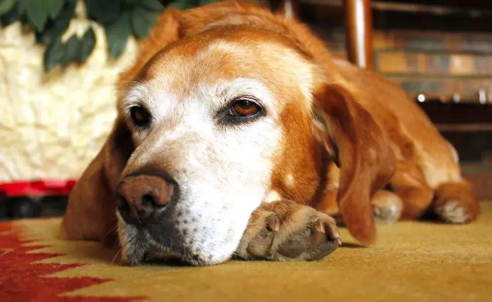 Convulsiones en perros