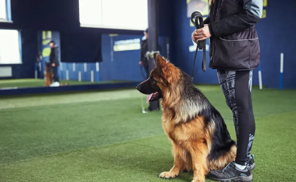 Escuela para perros: ¿para qué sirven? 