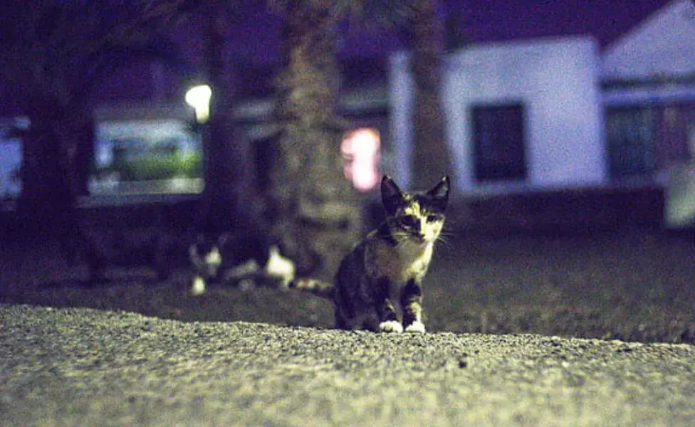 aplicar regra¿Cuántos días se considera normal que mi gato esté fuera de casa? Cuantos_dias_se_considera_normal_que_mi_gato_este_fuera_de_casa-2