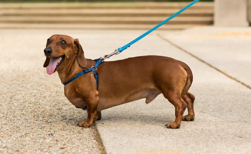 aplicar regraEstas son las razas de perros más difíciles de entrenar ¿Tu perro es una de ellas?  Dachshund%20espalda