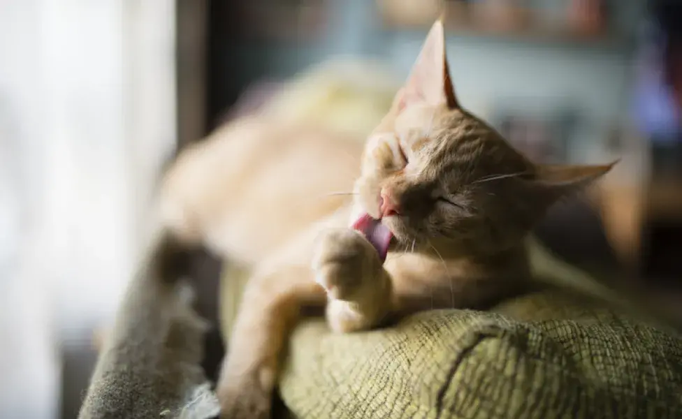 gato se lambendo