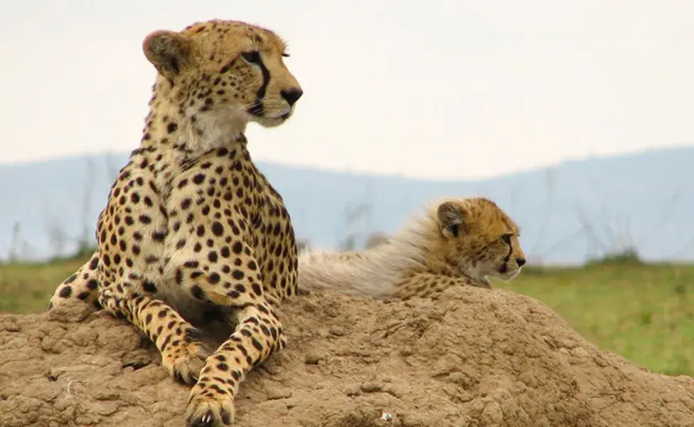 aplicar regraQué animales salvajes son parte de la familia de los gatos  Guepardo