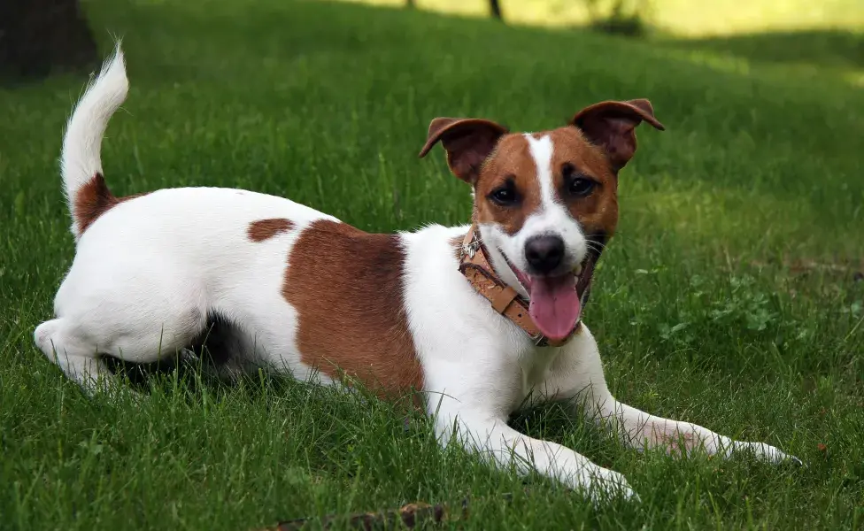 aplicar regra6 datos curiosos sobre el carácter del Jack Russell Terrier Jack_Russell_Terrier_2_0