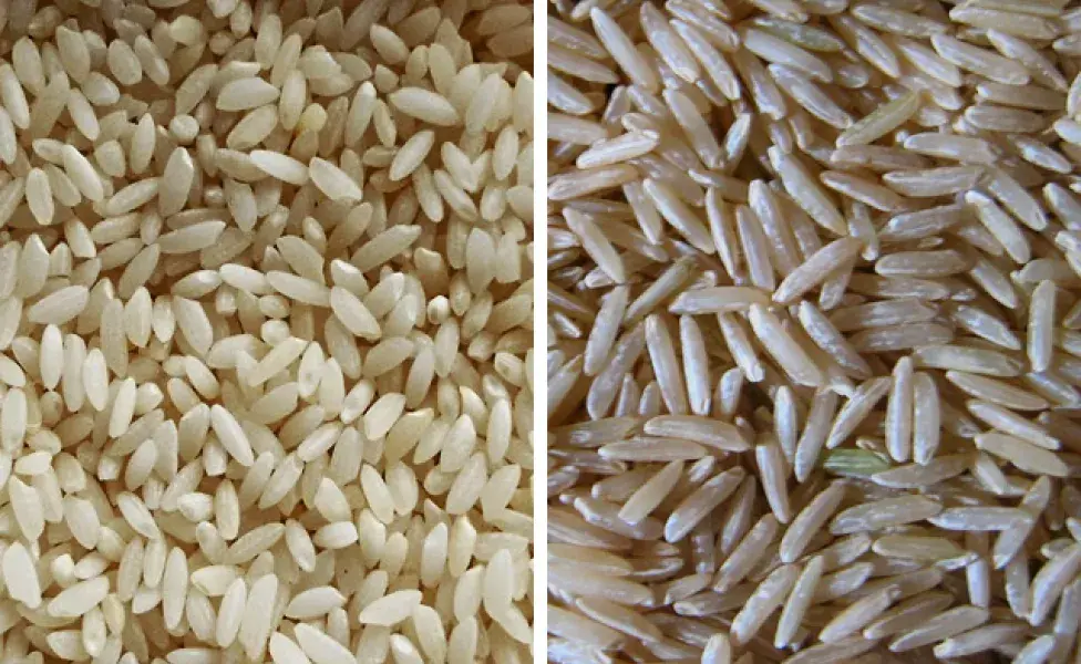 aplicar regra¿El arroz es bueno para los perros? Khyma_and_Basmati_rice