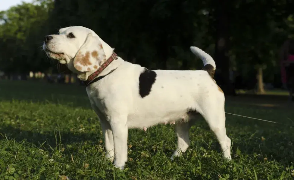  Leishmaniosis canina