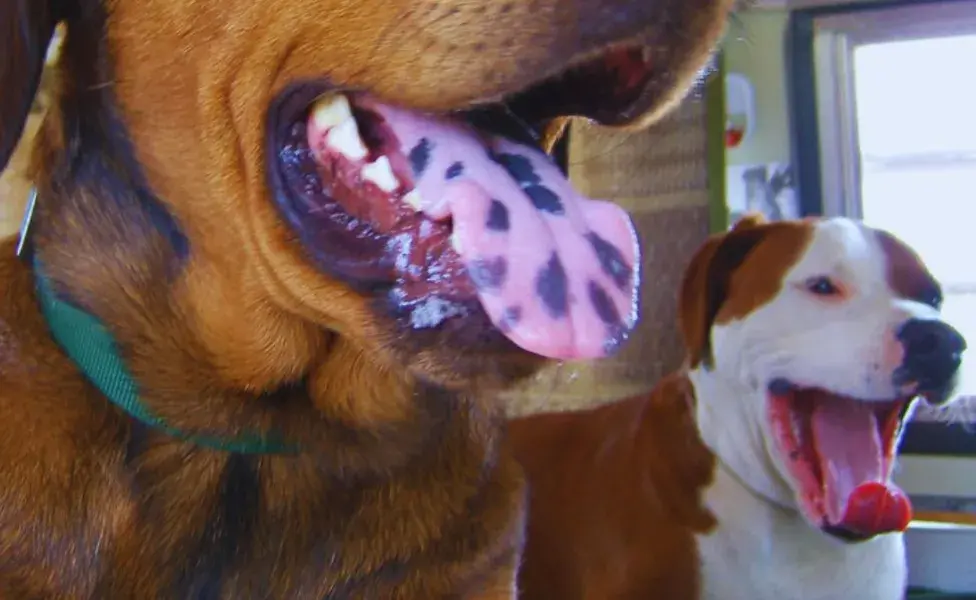 aplicar regra¿Qué significa el color de la lengua de tu perro? Todo lo que debes saber Lengua%20de%20perro%20seg%C3%BAn%20su%20color