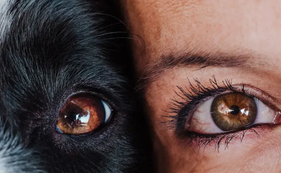 Los perros no ven la misma gama de colores que los humanos. Foto: Envato/evablanco