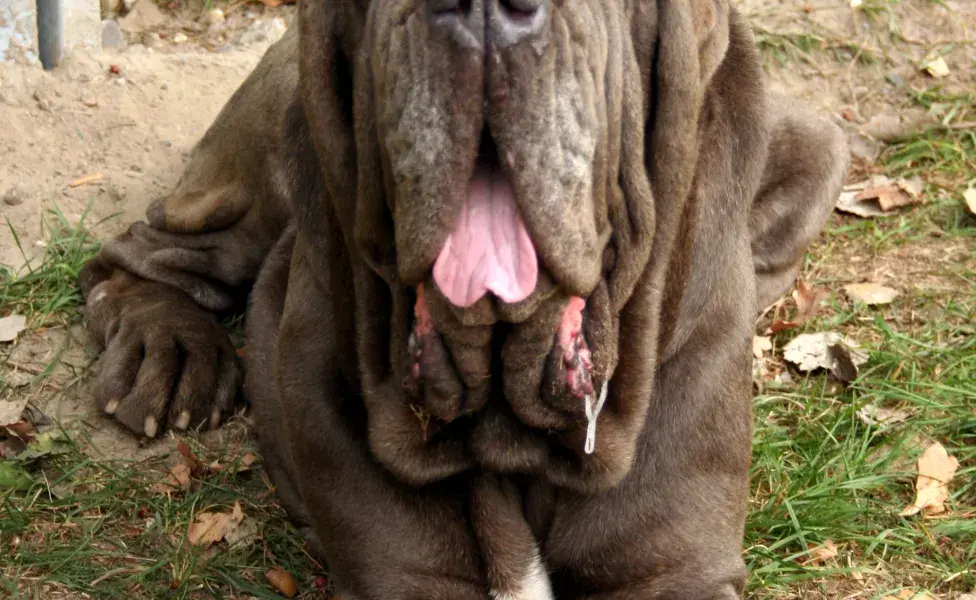 aplicar regra¿Cuántos tipos de perros Mastín existen? Mastino_napoletano_67576