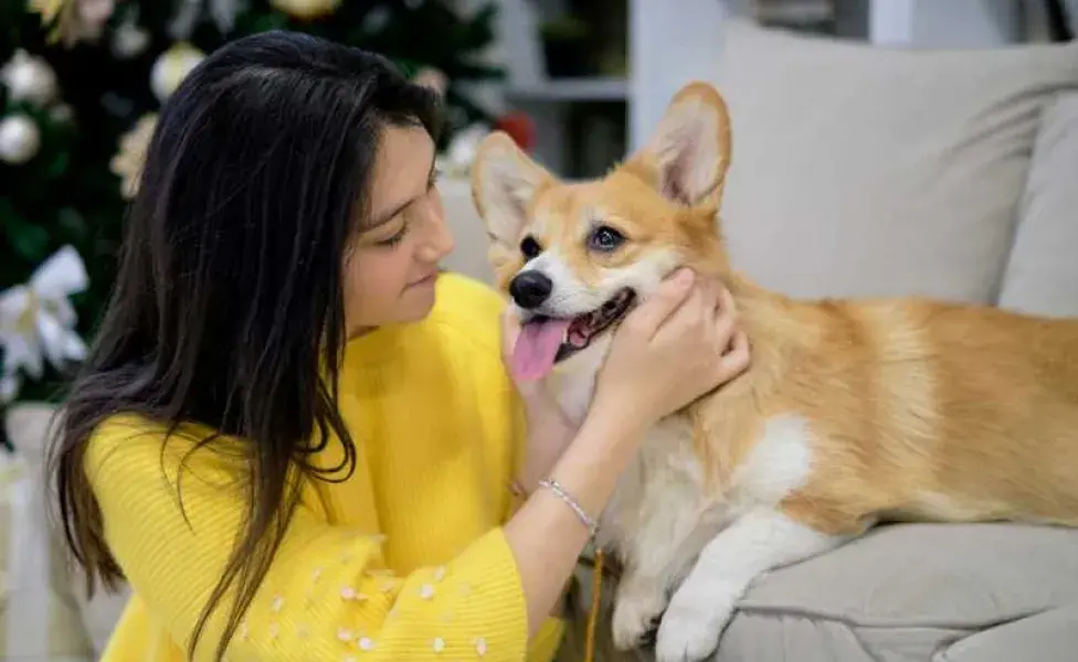 Mujer acariciando un perro corgi. Foto: Envato/Yavdat