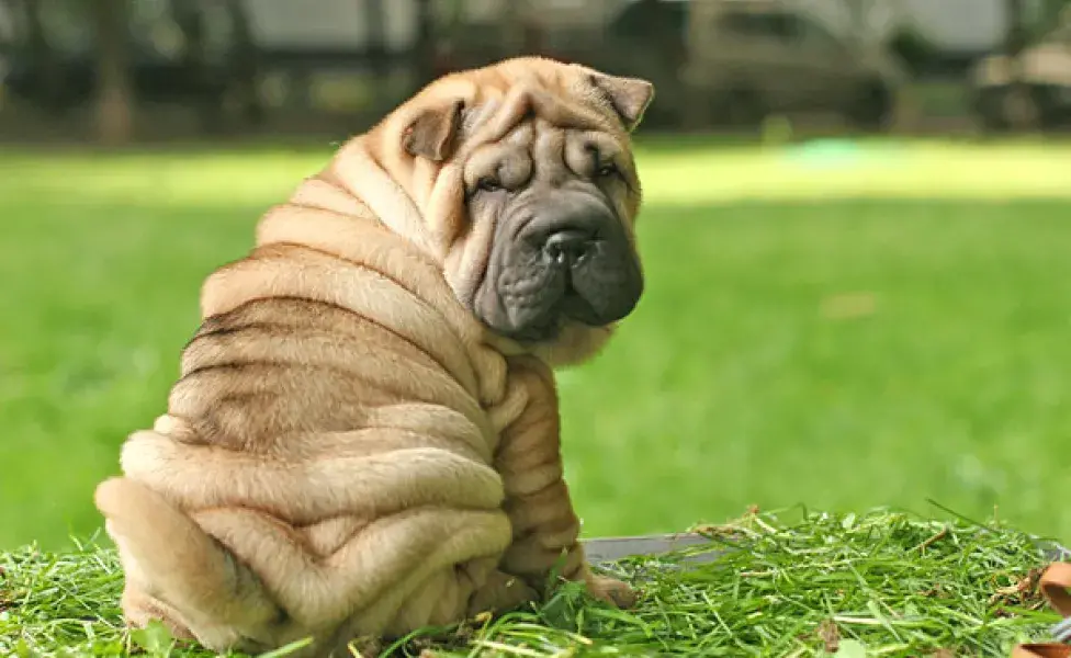 aplicar regraEstas son las razas de perros más difíciles de entrenar ¿Tu perro es una de ellas?  Sharpei