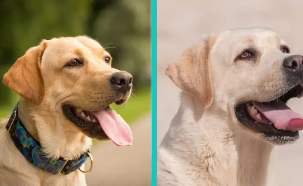 aplicar regra 7 razas de perros que necesitan gastar más energía Tipos%20de%20labrador