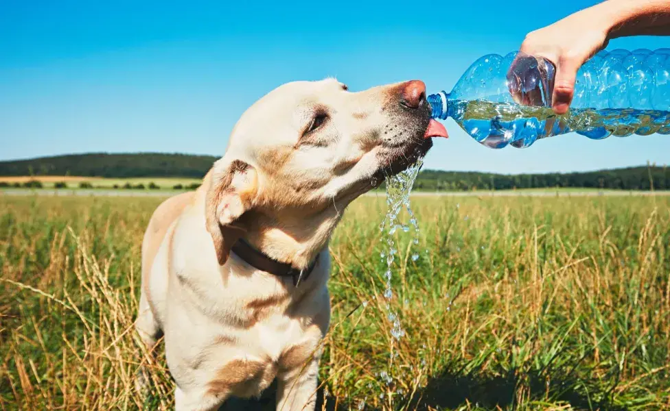 Cambia el agua regularmente para evitar la acumulación de bacterias 
