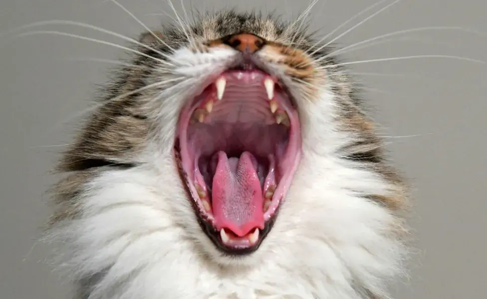 Los gatos pueden perder sus dientes por una mala higiene bucal.