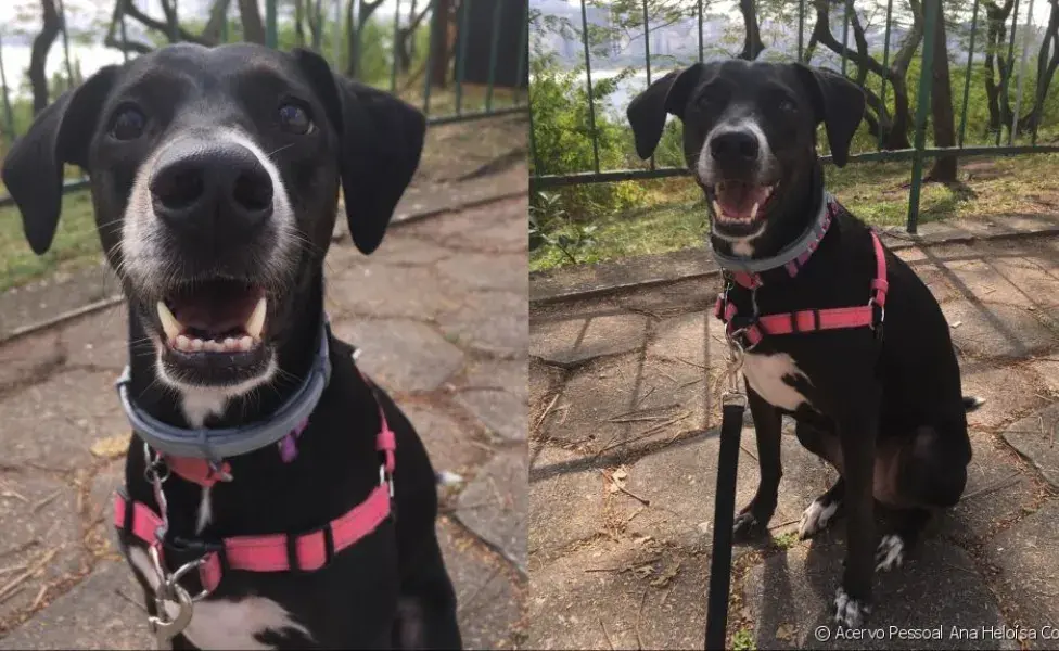 cachorrinha amora