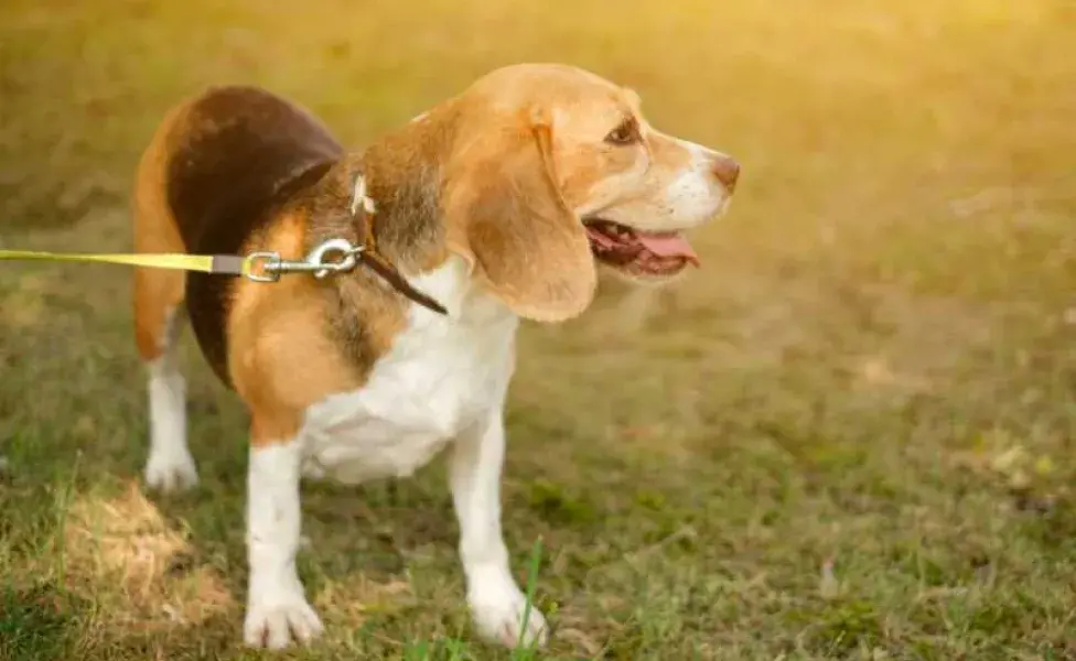 perro beagle con correa. Foto: Envato/Maryna_Vagonetochka