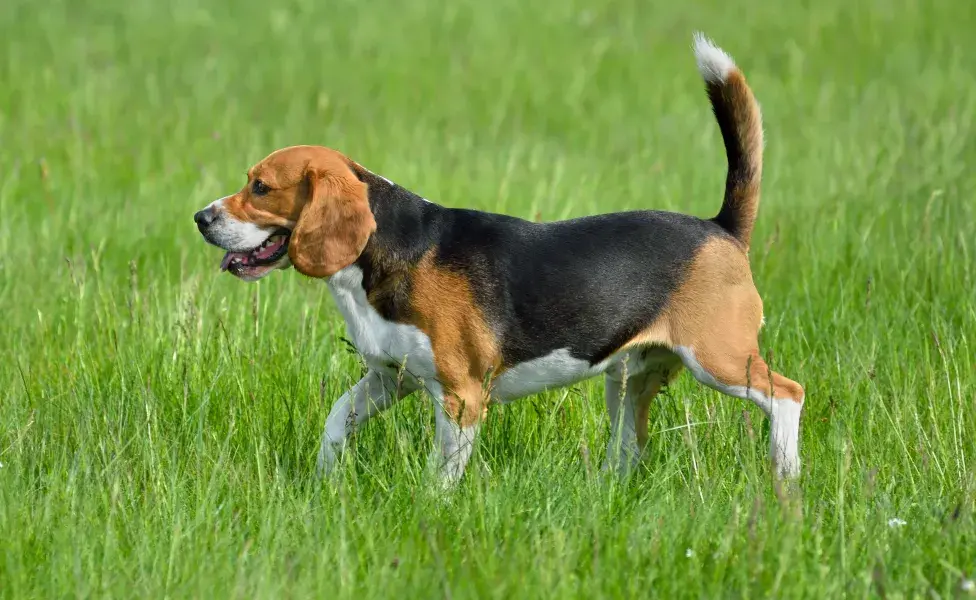 aplicar regraEstas son las razas de perros más difíciles de entrenar ¿Tu perro es una de ellas?  beagle_0