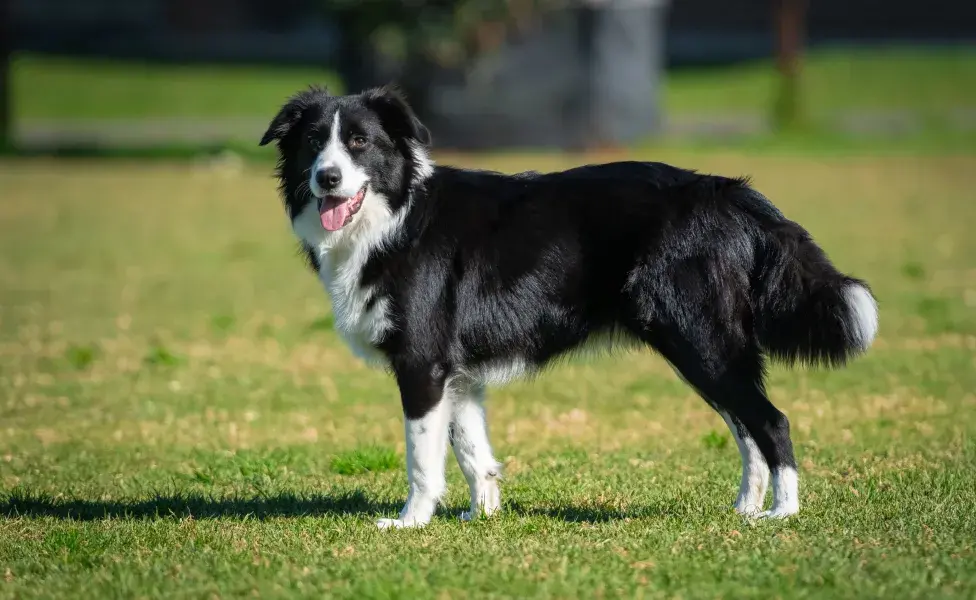 Algunos border collies han sido entrenados para detectar enfermedades