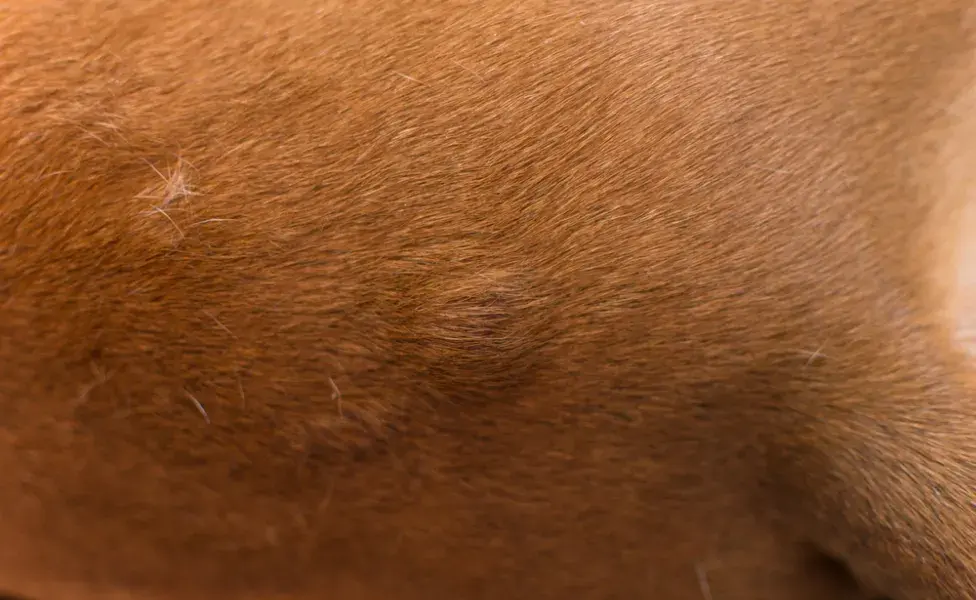 Bultitos en el cuerpo del perro